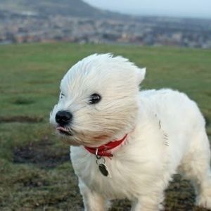 Meet your Posher, Callum